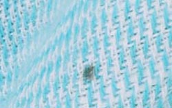blue stripe dots
